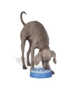 United Pets K2 Dog slow feeder - imagine 3