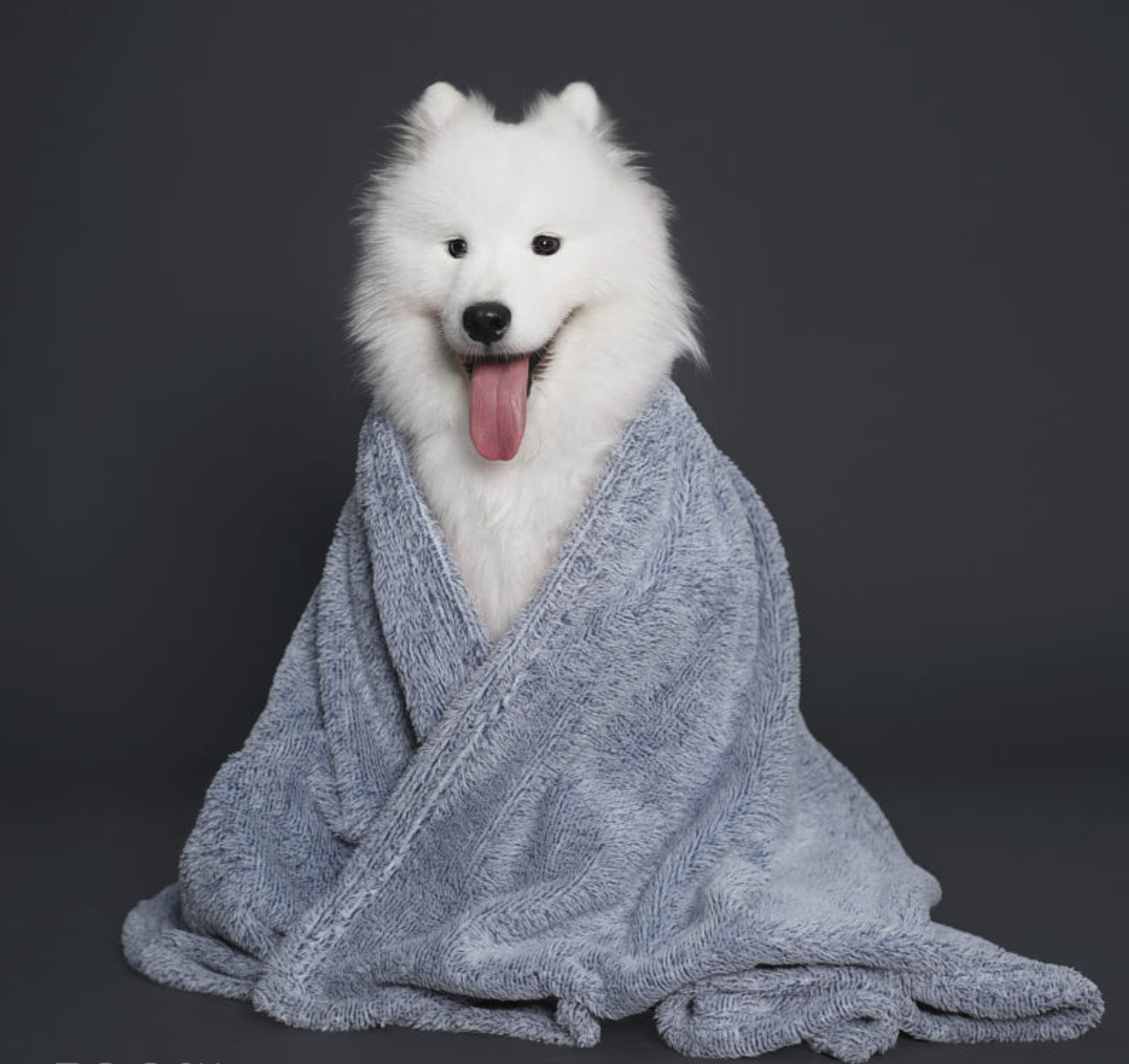 white dog