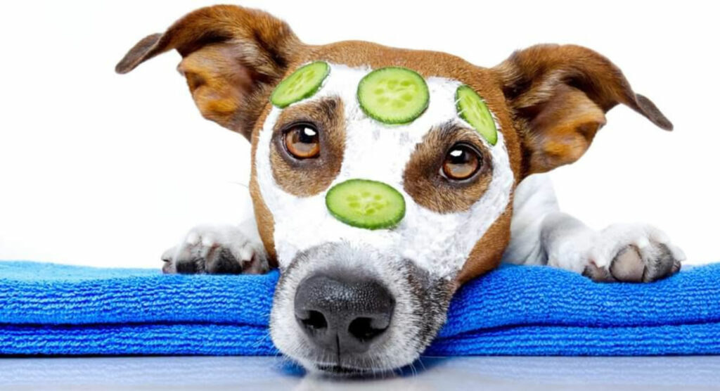 Ce este un balsam pentru câini