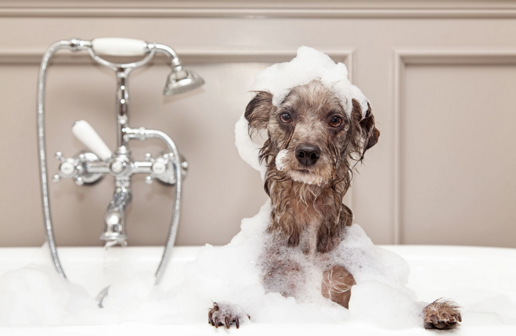 Puteți folosi șampon uman pe un câine?