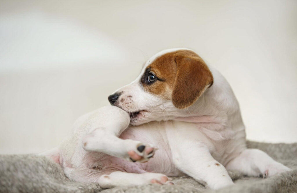 cum-sa-ti-ajuti-cainele-sa-faca-fata-alergiilor-cutanate