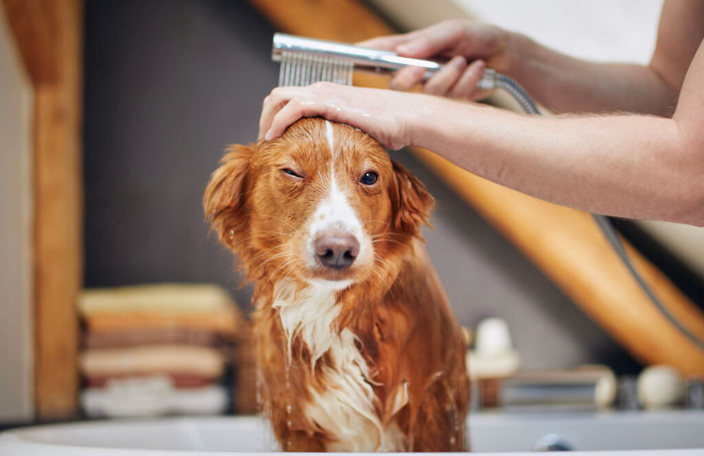 Cum să-ți îngrijești câinele înainte de baie
