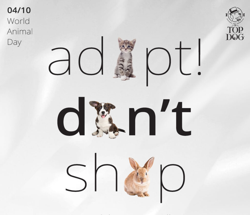 De ce este importantă adoptarea unui câine sau pisică fără stăpân!