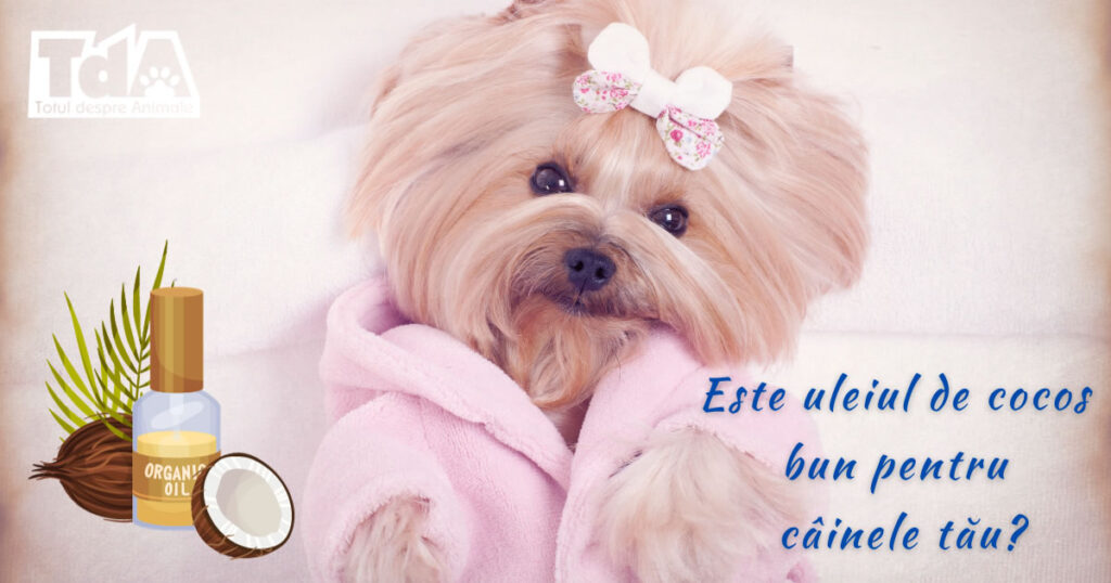 Este uleiul de cocos bun pentru cainele tau