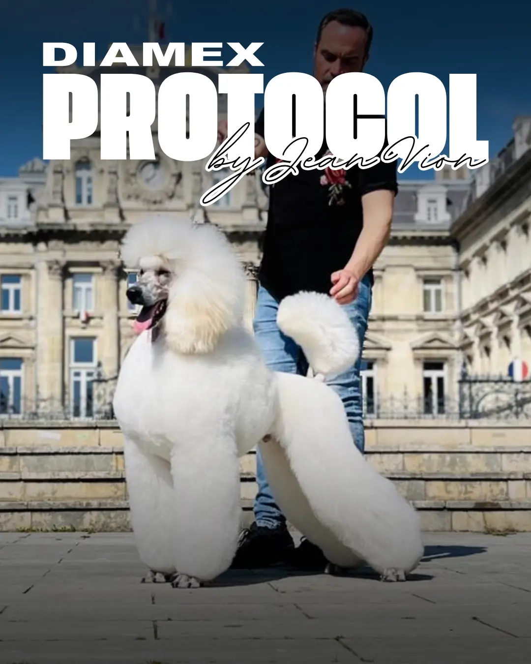 Protocol de toaletare Diamex pentru pudel de Jean Vion