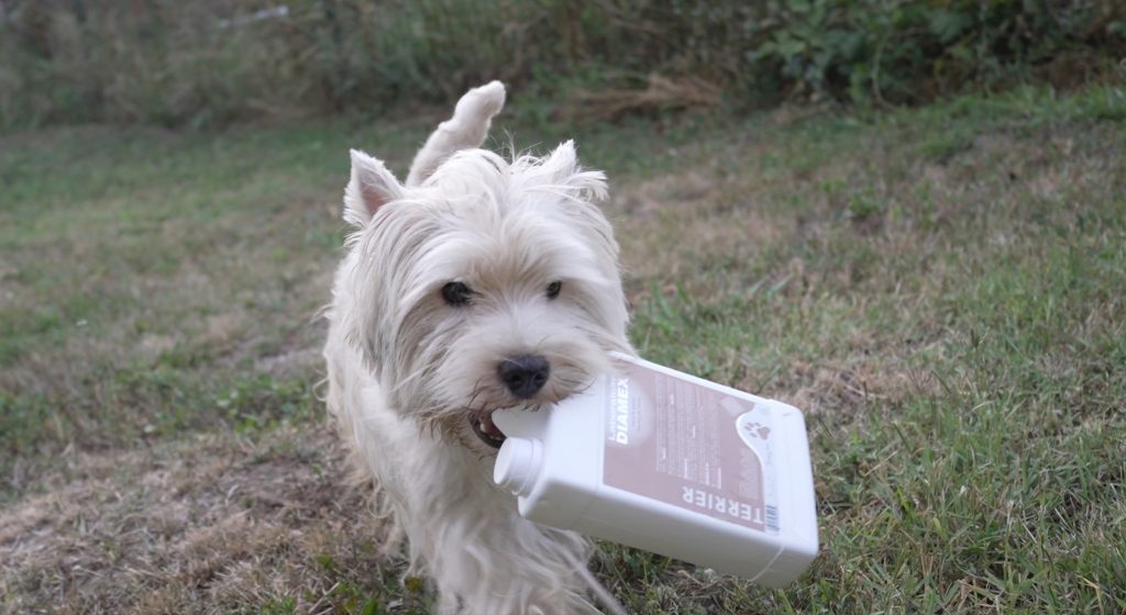 Westie Brings Love recomanda sampoanele profesionale Laboratoire Diamex